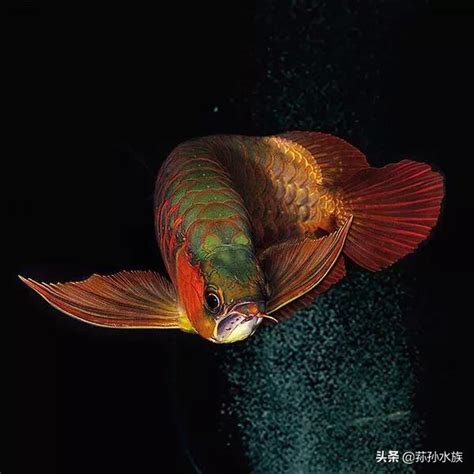 金龍魚風水|養龍魚的風水講究 你相信嗎？